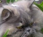 Аватара пользователя