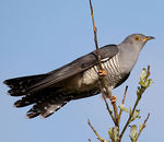 Аватара пользователя